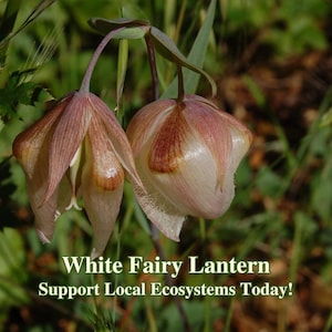 May include: Close-up of two White Fairy Lantern flowers with cream and brown petals. The flowers hang downward, with a bell-like shape. The image includes the text "White Fairy Lantern" and "Support Local Ecosystems Today!"