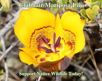 Clubhair Mariposa Lily Seeds California Native Calochortus Clavatus Drought Tolerant Wildflower Seed For Lily Wild Flower Garden Lily Flower