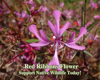 Red Ribbons Seeds California Native Seeds Clarkia Concinna Meadow Wildflowers Seed For Bee Sustainable Landscape Wild Flower Garden Flowers