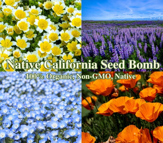 California Native Wildflower Seed Mix Wild Flower for Gardening Seeds for  Pollinators Seeds Hummingbird Landscape Native Seed for Gardening - Etsy  Israel
