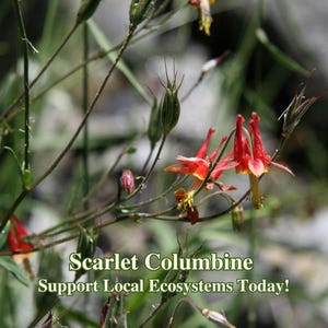 Western Columbine California Native Seeds Aquilegia Formosa Pollinator Seed For Native Landscaping Drought Garden Coastal Wild Flower Seeds