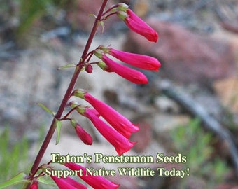Eatons Penstemon Wild Flower For California Landscaping South Western Flowers WildFlowers for Humming Birds Seeds for Native Wild Flower Bed
