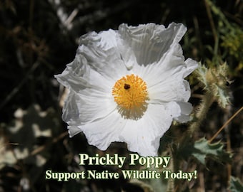 Prickly Poppy Seeds California Native Seeds Argemone Munita Wildflower For Bee Garden California Native Landscape Wild Flower Garden Flowers