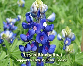 Texas Bluebonnet Seeds Texas Native Seeds Lupinus Texensis Pollinator Seed For Pollinator Garden Wild Flowers for Bees and Butterflies Food