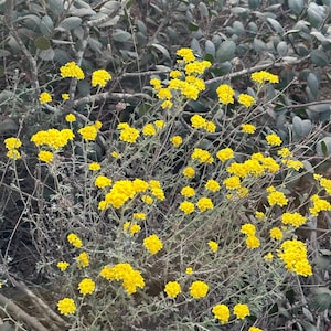 May include: A close-up of a cluster of bright yellow wildflowers growing in a field. The flowers are in full bloom and have a delicate, feathery appearance.