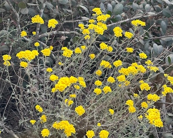 Golden Yarrow California Native Seeds Eriophyllum confertiflorum Pollinator Seed For Bees Drought Tolerant Garden Wild Flower Coast Plant