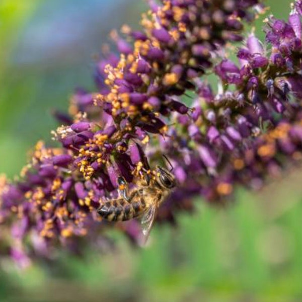 False Indigo Seeds - California Native Flower - Amorpha fruticosa - Protect United States Biodiversity Today!