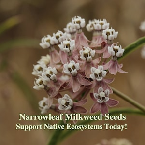 May include: Close-up of a cluster of pink and white milkweed flowers. The flowers are in bloom and have a delicate, feathery appearance. The text "Narrowleaf Milkweed Seeds Support Native Ecosystems Today!" is visible at the bottom of the image.