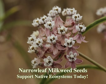 Narrowleaf Milkweed Seed for Butterfly Gardens California Native Wildflower Seeds for Butterflies Drought Tolerant Wild Flower for Landscape