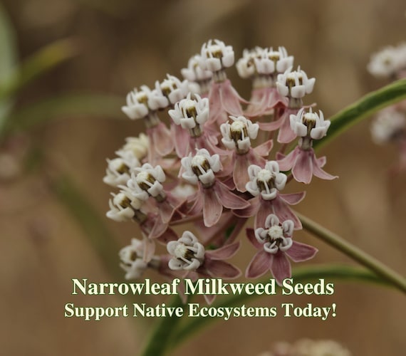 Narrowleaf Milkweed Seed for Butterfly Gardens California Native Wildflower Seeds for Butterflies Drought Tolerant Wild Flower for Landscape