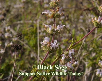 Black Sage Seeds California Native Salvia Mellifera Pollinator Seed For Bee Sustainable Landscape Wild Flower Garden Flowers Low Water