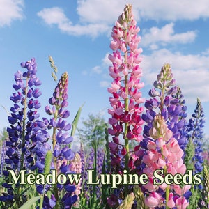 May include: Close-up of pink and purple lupine flowers in bloom against a blue sky. The flowers are tall and slender, with many small blooms clustered together. The text "Meadow Lupine Seeds" is superimposed on the image.