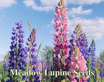 Peut inclure: Gros plan sur des fleurs de lupin roses et violettes en fleurs sur un fond de ciel bleu. Les fleurs sont hautes et fines, avec de nombreuses petites fleurs regroupées. Le texte "Meadow Lupine Seeds" est superposé à l'image.