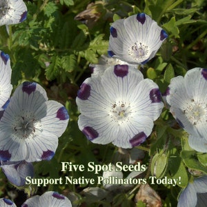 Five Spot Seeds - California Native Flower - Nemophila maculata
