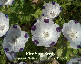 Five Spot Seeds - California Native Flower - Nemophila maculata