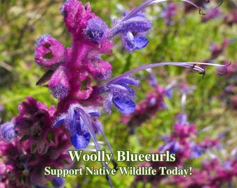 Woolly Bluecurls Seeds California Native Seeds Trichostema Lanatum Seed For Drought Tolerant Landscape Wild Flowers for Native Insects