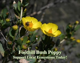 Foothill Bush Poppy California Native Seeds Dendromecon Rigida Pollinator Seed For Native Landscaping Drought Tolerant Garden Wild Flower