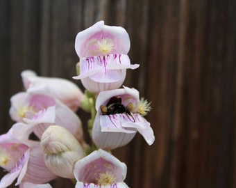 Peut inclure: Un groupe de fleurs rose pâle avec une abeille à l'intérieur d'une des fleurs. Les fleurs ont une forme délicate en forme de cloche et sont disposées en cascade.