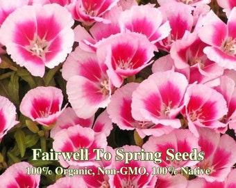 Farewell To Spring Seeds California Native Seeds Clarkia Amoena Pink Flowers for Home Garden Wild Flowers for Home Landscaping