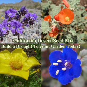 Drought Tolerant California Native Flowers Desert Seeds Native Wildflower Seed for Drought Wild Flower Garden Seeds for Xeriscape Landscape