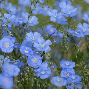 Lewis Flax Seeds - California Native Flower - Linum lewisii - Protect Biodiversity Today!