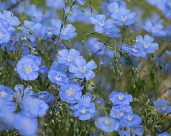 Lewis Flax Seeds California Native Flower Linum lewisii Protect Biodiversity Today!