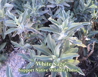 White Sage Seeds (Salvia apiana) California Native Herb for Healing, Aromatherapy & Pollinator Garden, Drought Tolerant, Xeriscape Plants