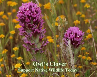 May include: Close-up of Owl's Clover flowers with vibrant purple blooms and green stems, set against a backdrop of yellow wildflowers. The image includes the text "Owl's Clover Support Native Wildlife Today!"