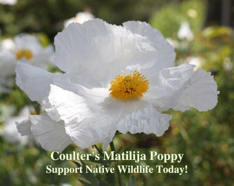 May include: A white Matilija Poppy flower with a yellow center. The flower is in focus and the background is blurred. The text "Coulter's Matilija Poppy Support Native Wildlife Today!" is at the bottom of the image.