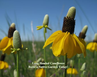 Long Headed Coneflower Seeds Texas Native Seeds Ratibida columnifera Pollinator Seed For Native Garden Wild Flowers for Pollinator Habitat