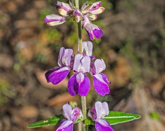 May include: A close-up of a purple and white wildflower with a long stem and green leaves. The flower has multiple blooms, each with a unique shape and pattern.