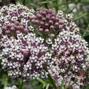 May include: A cluster of white and purple flowers with a star-shaped bloom. The flowers are arranged in a circular pattern and have a delicate, delicate appearance.