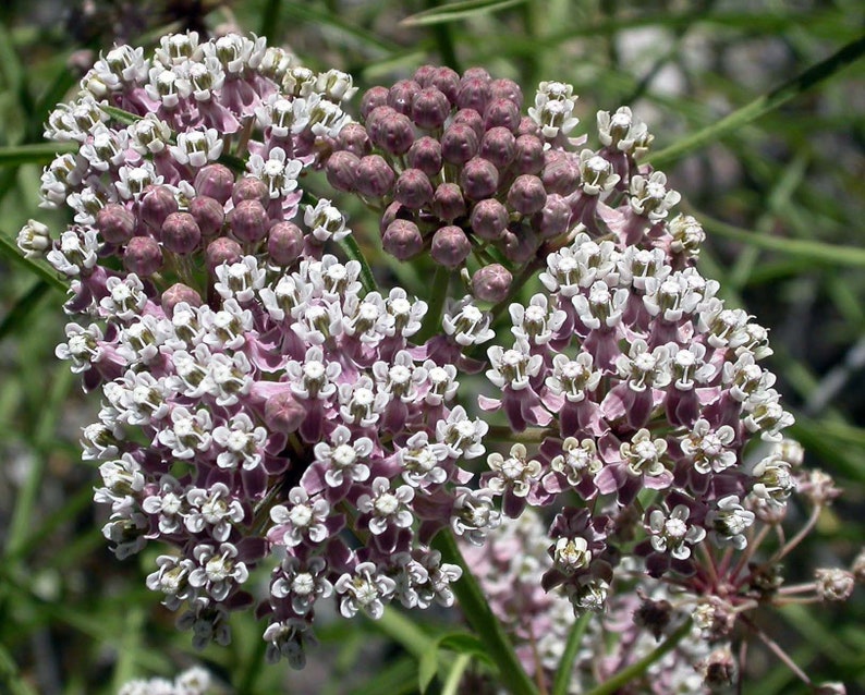 May include: A cluster of white and purple flowers with a star-shaped bloom. The flowers are arranged in a circular pattern and have a delicate, delicate appearance.