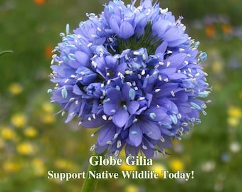 Globe Gilia Seeds for California Native Garden Gilia capitata Flowers for Native Pollinator Habitat Drought Tolerant California WildFlower