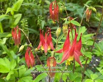 Wild Red Columbine Seeds Texas Native Seeds Aquilegia Canadensis Pollinator Seed For Native Garden Wild Flowers for Pollinator Habitat
