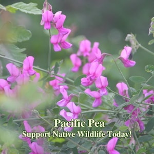 Pacific Pea California Native Seeds Lathyrus vestitus Pollinator Seed For Bee Sustainable Landscape Wild Flower Garden Flowers Pea Seeds