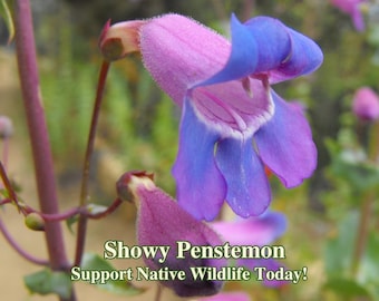 May include: A close-up of a pink and blue flower with the text "Showy Penstemon Support Native Wildlife Today!" at the bottom of the image.