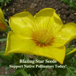 Native Desert Seeds Blazing Star Wild Flowers for Desert Garden Drought Tolerant Wildflower for Sustainable Landscape for Native Pollinators