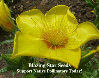Blazing Star Wild Flowers for Desert Garden Drought Tolerant Wildflower for Sustainable Landscape for Native Pollinators