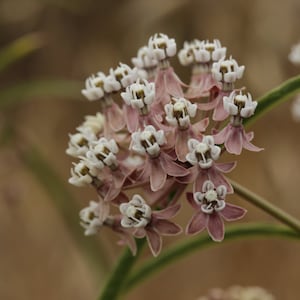 May include: A cluster of delicate, pale pink and white flowers with five petals each. The flowers are arranged in a rounded shape and have a soft, feathery texture.