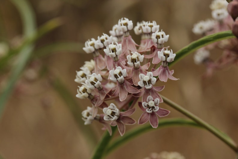 May include: A cluster of delicate, pale pink and white flowers with five petals each. The flowers are arranged in a rounded shape and have a soft, feathery texture.