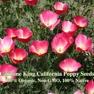 May include: Close-up of a field of bright pink California Poppy flowers. The flowers have a white center and are blooming in a lush green field. The text "Carmine King California Poppy Seeds 100% Organic, Non-GMO, 100% Native" is displayed at the bottom of the image.