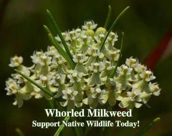 Whorled Milkweed Seeds Texas Native Seeds Asclepias Verticillata Pollinator Seed For Butterfly Garden Wild Flowers for Butterflies Habitat