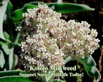 Kotolo Milkweed Seeds California Native Seeds Asclepias eriocarpa Pollinator Seed For Butterfly Garden Wild Flowers for Butterflies Habitat