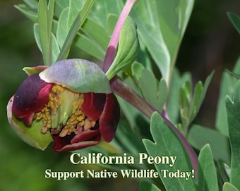 California Peony Seeds California Native Seed Paeonia californica Plants For Native Gardens California Wild Flower South Western Flowers