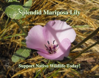 May include: A pink mariposa lily flower with a dark purple center, surrounded by dry grass and a green leaf. The text "Splendid Mariposa Lily" and "Support Native Wildlife Today!" is visible in the image.