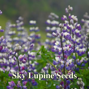 Sky Lupine Seeds - California Native - Lupinus nanus - Protect Biodiversity Today! Help Indigenous Pollinators