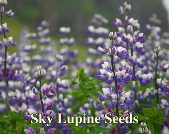Peut inclure: Un champ de fleurs de lupin violet et blanc en fleurs. Les fleurs sont nettes, tandis que l'arrière-plan est flou. Le texte "Sky Lupine Seeds" est visible au premier plan.