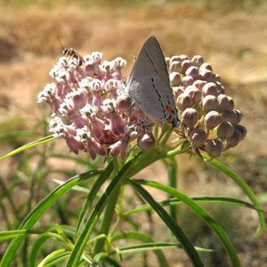 May include: A white butterfly with orange markings rests on a cluster of pink and white flowers. The flowers are growing on a green stem.