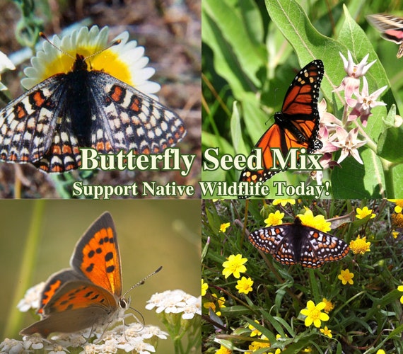 Butterfly Garden Seed Mix - Native California Wildflowers - Etsy